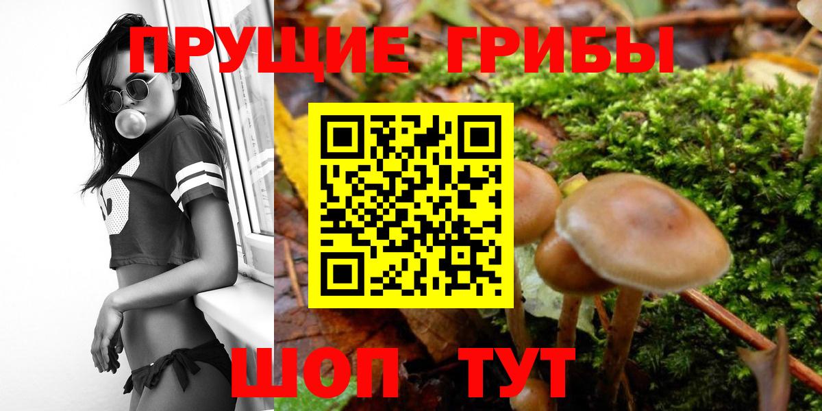 Канаш  Псилоцибиновые грибы Psilocybine cubensis  Галлюциногенные грибы Psilocybine cubensis  Вход с VPN 